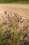 Tall ironweed